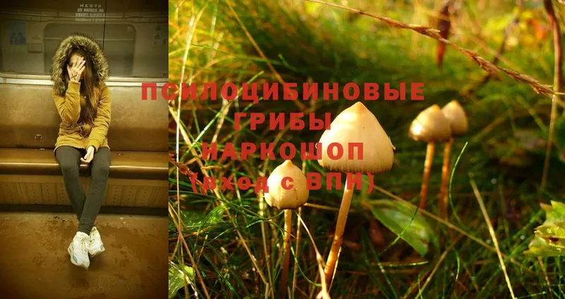 Псилоцибиновые грибы Psilocybine cubensis  закладка  Касли 